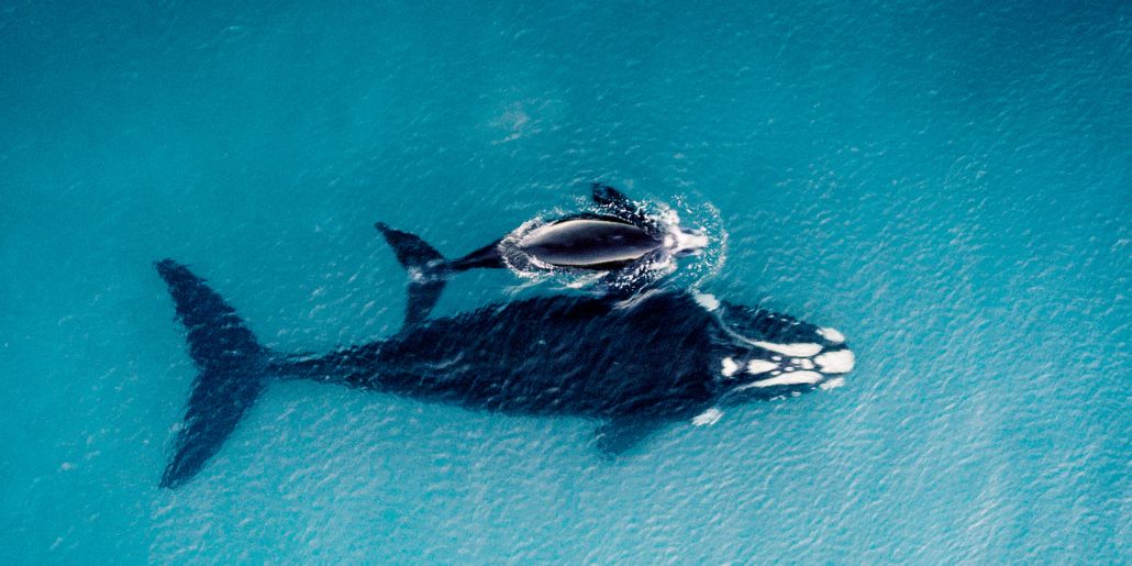 Whale Watching in Byron Bay