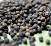 blackpepper.jpg blackpepper.jpg