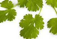 corriander.jpg corriander.jpg